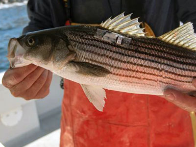 STRIPED BASS RELEASE MORTALITY STUDY
