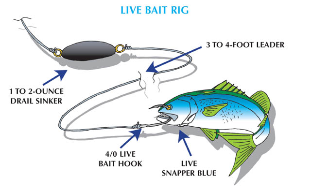 Striper live bait hook question